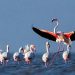Winged Guests arrive at Wullar Lake