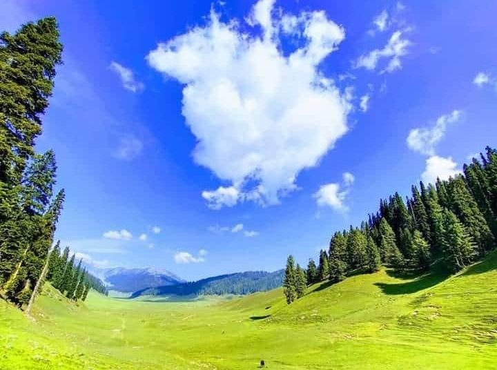 J&K spent Rs 679 crore on afforestation efforts in five years