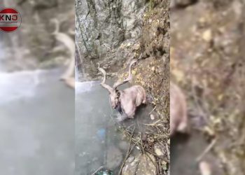 In rare appearance, Markhor spotted in Baramulla village