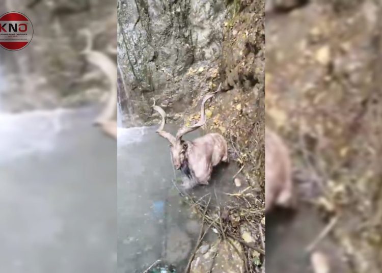 In rare appearance, Markhor spotted in Baramulla village