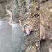 In rare appearance, Markhor spotted in Baramulla village