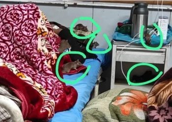 Patients Struggle with Rat Infestation at RIMS in GMC Anantnag