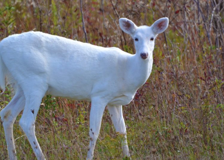 No presence of white deer in Gulmarg: Wildlife Deptt