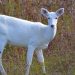 No presence of white deer in Gulmarg: Wildlife Deptt