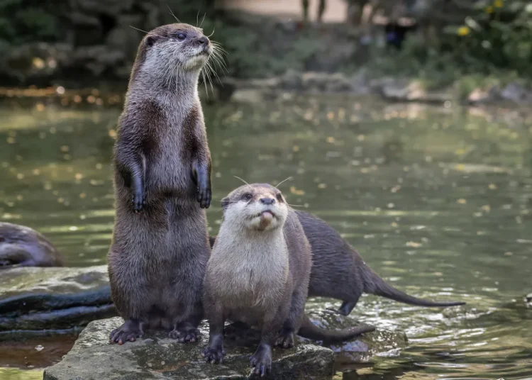 Eurasian Otters resurface in Kashmir’s Gurez Valley
