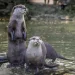 Eurasian Otters resurface in Kashmir’s Gurez Valley