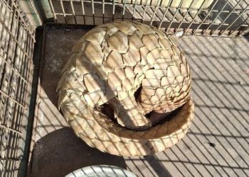 Rare Indian Pangolin rescued from forest near LoC in Rajouri