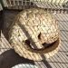 Rare Indian Pangolin rescued from forest near LoC in Rajouri