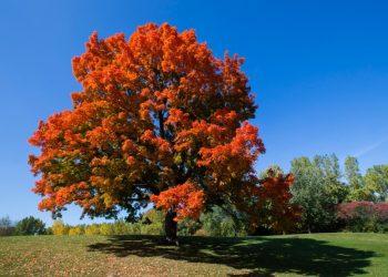 J&K’s Chinars now digitally tracked; 28,000 trees documented in four years