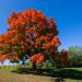 J&K’s Chinars now digitally tracked; 28,000 trees documented in four years