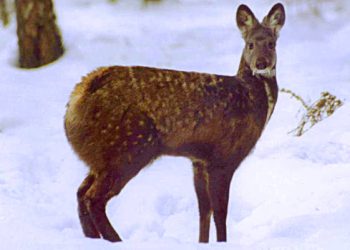 Elusive Musk Deer rescued in Verinag forests