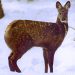 Elusive Musk Deer rescued in Verinag forests