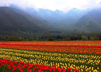 Asia’s largest Tulip Garden opens to public in Srinagar