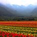 Asia’s largest Tulip Garden opens to public in Srinagar