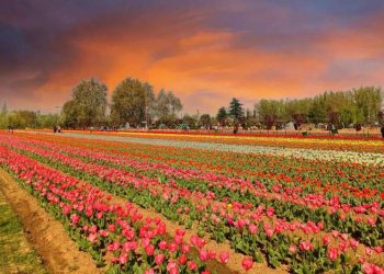 Asia’s largest Tulip garden set to open on March 26