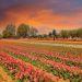 Asia’s largest Tulip garden set to open on March 26