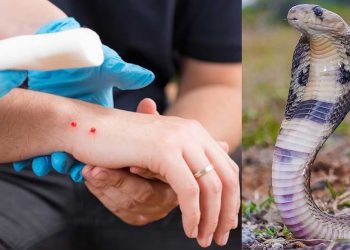 ‘Snakebite cases in J&K nearly double in 3 years’