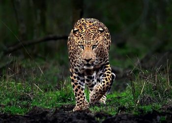 Leopard spotted, captured alive in Kulgam village