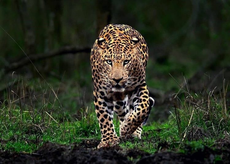 Leopard spotted, captured alive in Kulgam village
