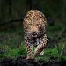 Leopard spotted, captured alive in Kulgam village