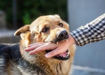 In 2-years, J&K records 60% increase in dog bite cases: GoI