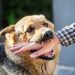 In 2-years, J&K records 60% increase in dog bite cases: GoI