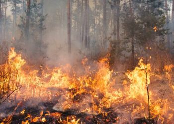 In 11 days, J&K records over 94 forest fire incidents