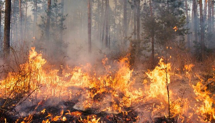 In 11 days, J&K records over 94 forest fire incidents