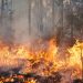 In 11 days, J&K records over 94 forest fire incidents