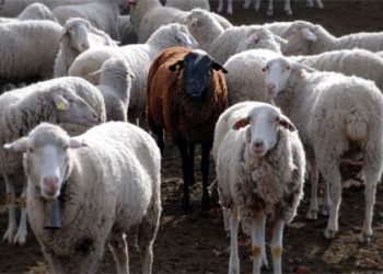 Sgr’s Eidgah animal market comes alive ahead of Eid-ul-Azha