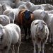 Sgr’s Eidgah animal market comes alive ahead of Eid-ul-Azha