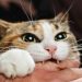 Over 6000 cat bite cases reported at ARC SMHS in last one year