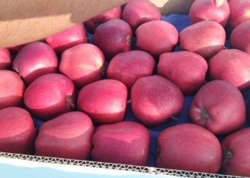 Boycott of Turkish apples sparks new hope for Kashmiri apple growers