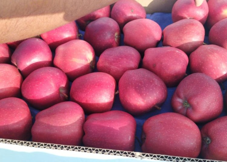 Boycott of Turkish apples sparks new hope for Kashmiri apple growers