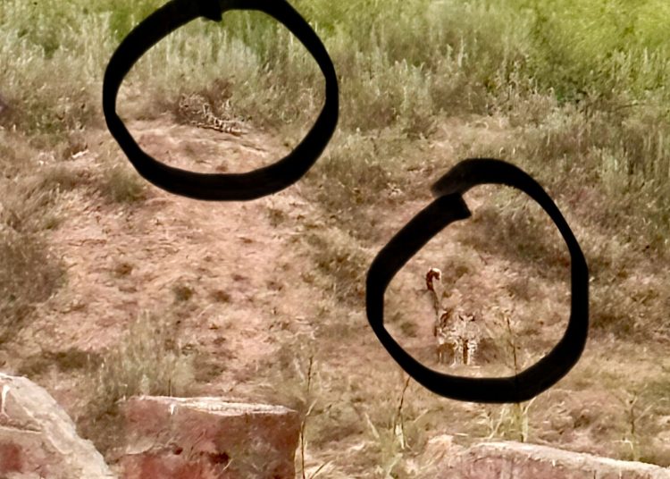 Leopard sighting sparks fear in Rajpora