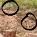 Leopard sighting sparks fear in Rajpora