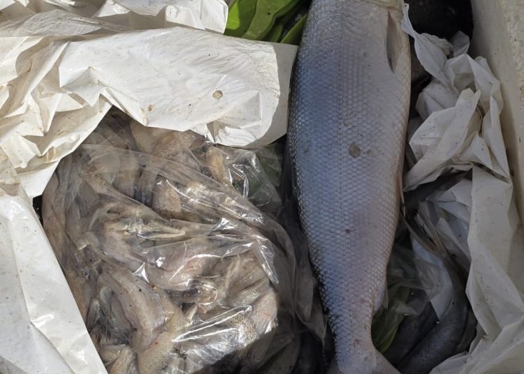 Flying Squad Seizes 100 Kg Rotten Fish From Srinagar Airport; FIR Registered Against Seller: Police