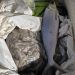 Flying Squad Seizes 100 Kg Rotten Fish From Srinagar Airport; FIR Registered Against Seller: Police