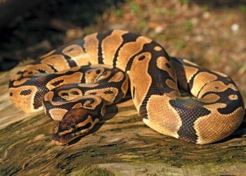 8-foot-long python rescued in Rajouri, released back into forest