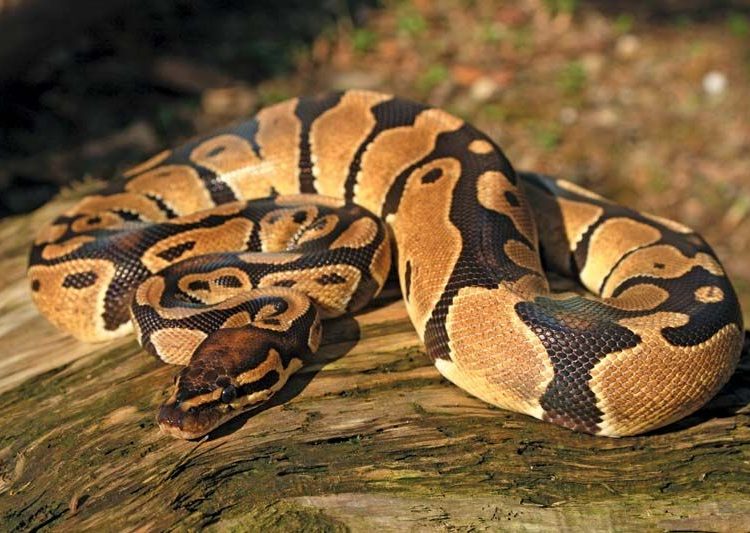 8-foot-long python rescued in Rajouri, released back into forest