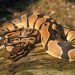 8-foot-long python rescued in Rajouri, released back into forest