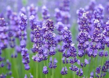 Lavender plantation begins along 16-km Banihal–Qazigund NH stretch