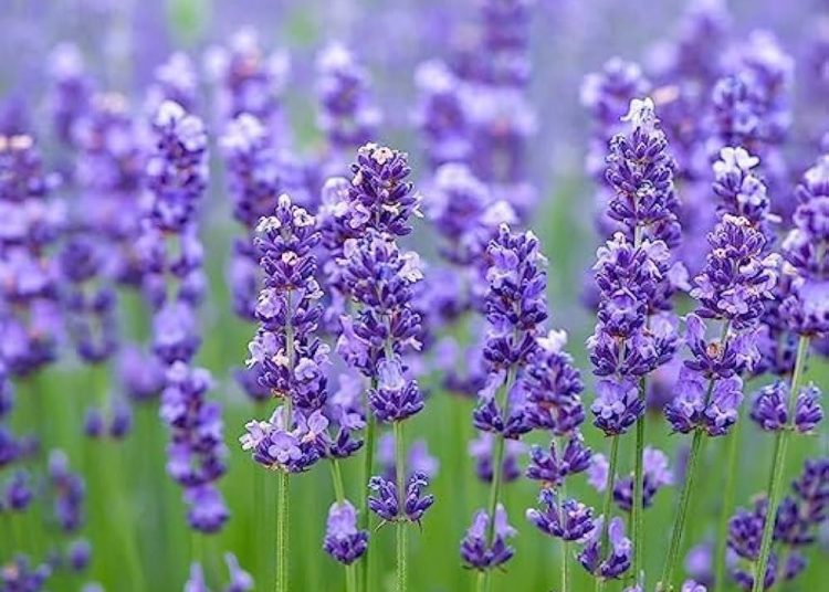 Lavender plantation begins along 16-km Banihal–Qazigund NH stretch