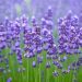 Lavender plantation begins along 16-km Banihal–Qazigund NH stretch
