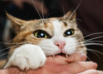 Time for ‘cat census’ too as bite cases strain rabies resources in Kashmir