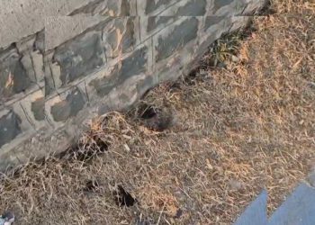Dal Lake bund at risk as rat burrowing triggers erosion on Boulevard Road