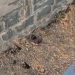 Dal Lake bund at risk as rat burrowing triggers erosion on Boulevard Road
