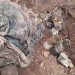 Hideout busted in Billawar forest area days after encounter