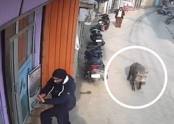 Suspected Wild Boar Attack Leaves 4 Injured in South Kashmir’s Tral