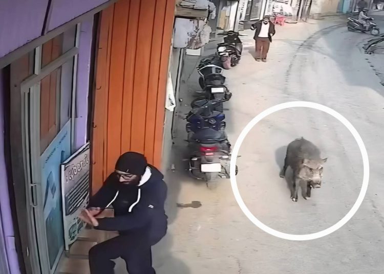 Suspected Wild Boar Attack Leaves 4 Injured in South Kashmir’s Tral